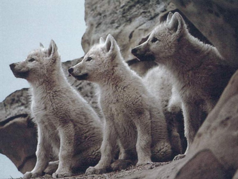 baby-wolves-771x578.jpg