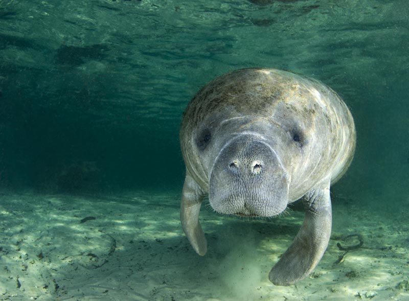 What Will Happen To The Manatee Now That It’s No Longer Considered