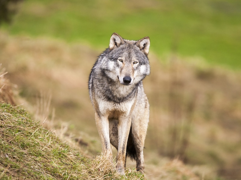 Urgent action needed for Idaho wolves Endangered Species Coalition