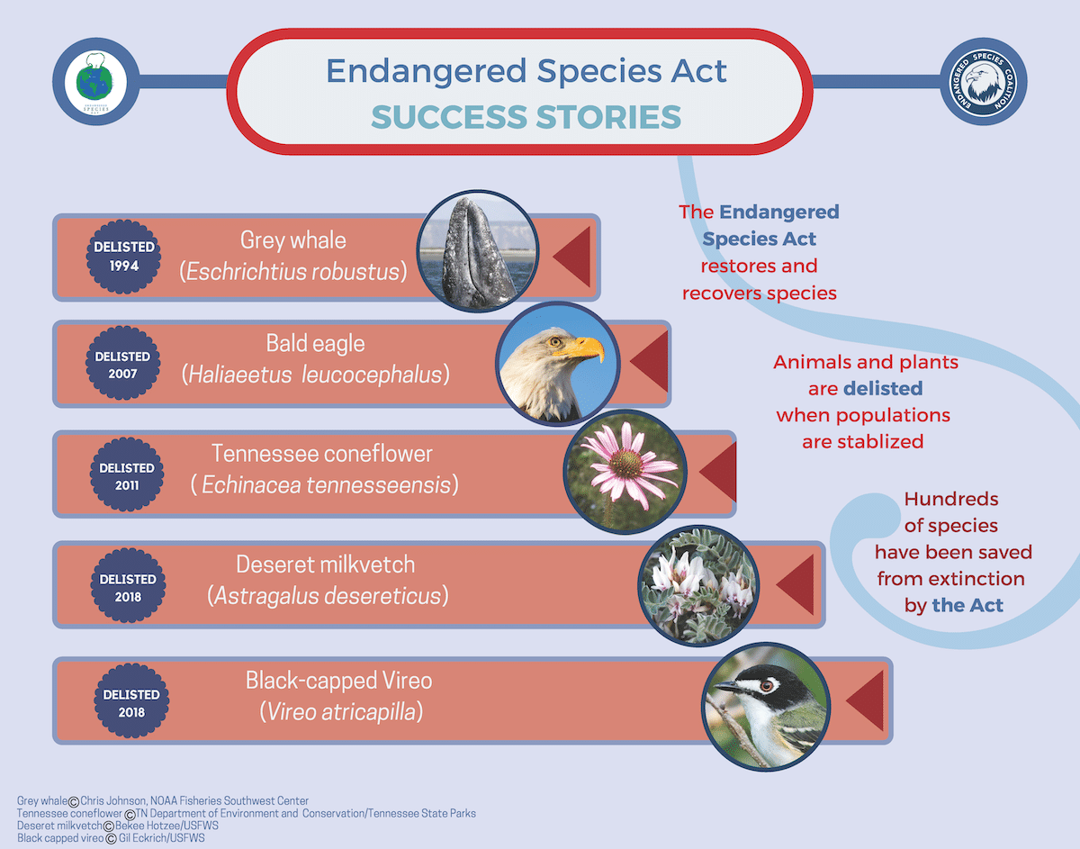 endangered-species-act-success-stories-endangered-species-coalition