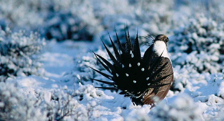 Greater sage grouse walking on snow