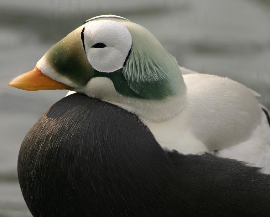 Spectacled Eider Endangered Species Coalition