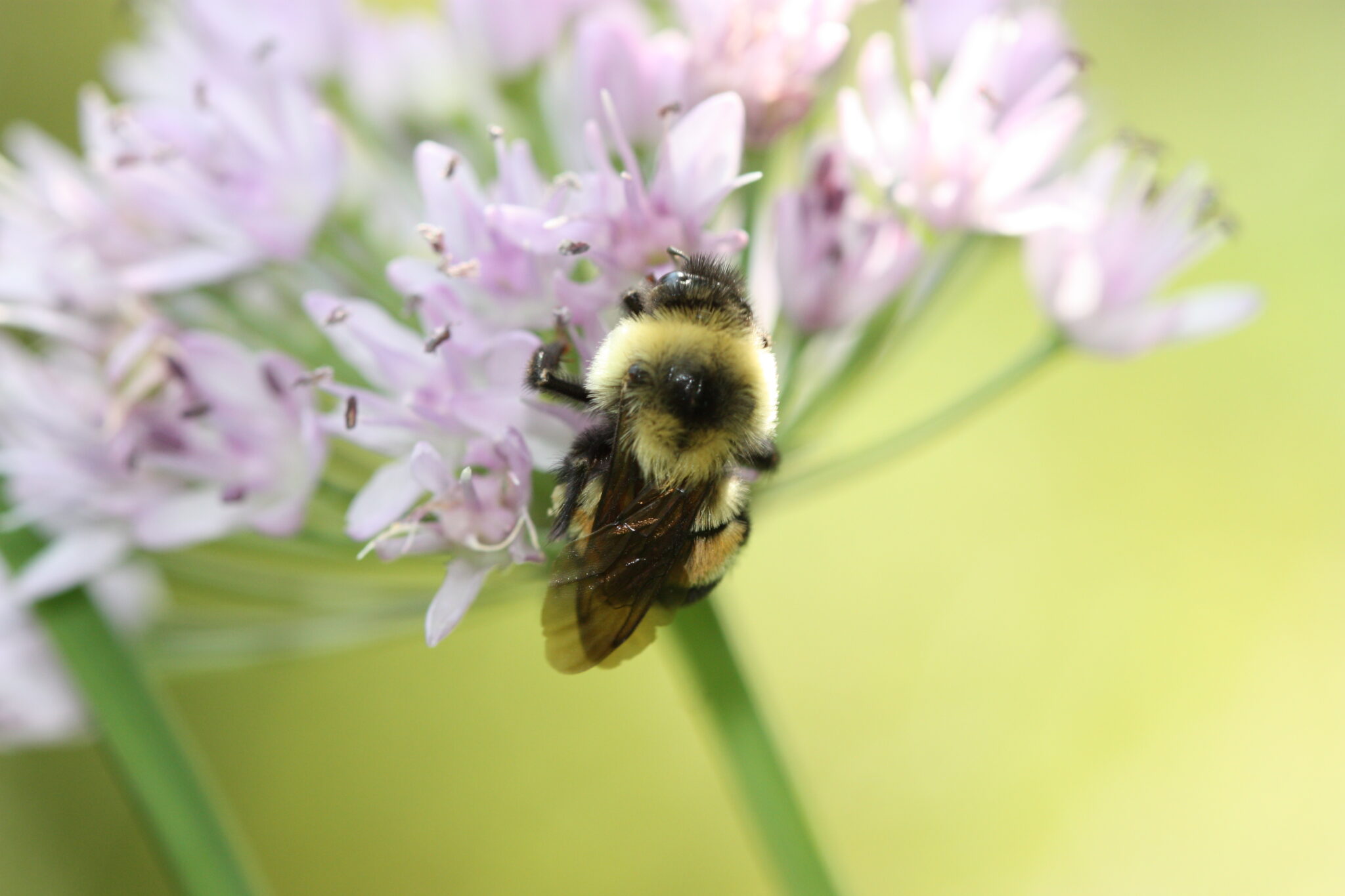 A close-up of a bumblebee collecting nectar from pale purple flowers, with a soft-focus green and yellow background.