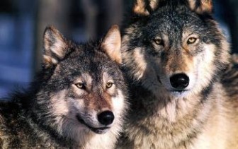 Pair of gray wolves looking towards the viewer standing against blue sky backdrop