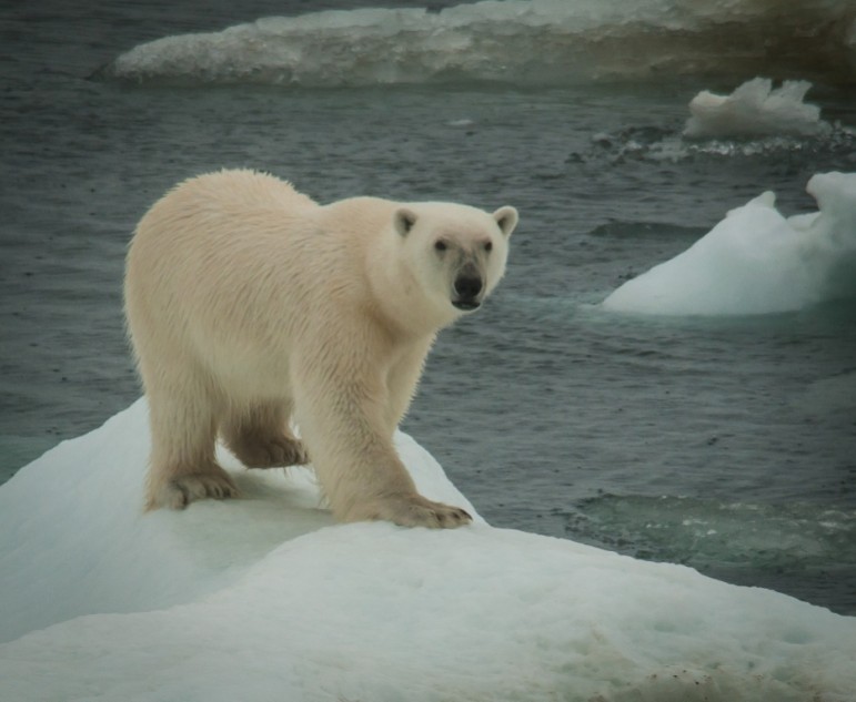 Polar bear Archives - Endangered Species Coalition