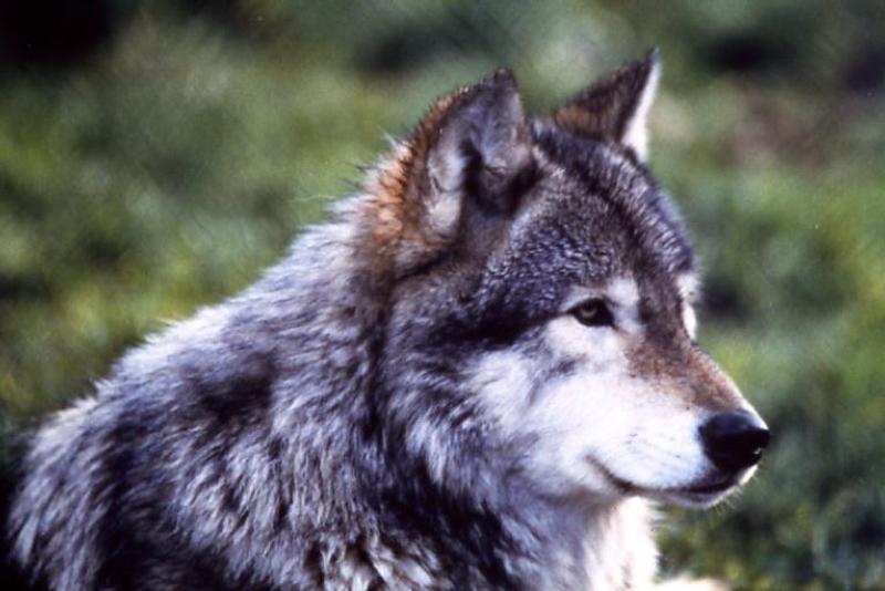 Your beef up saves wolves and different endangered species