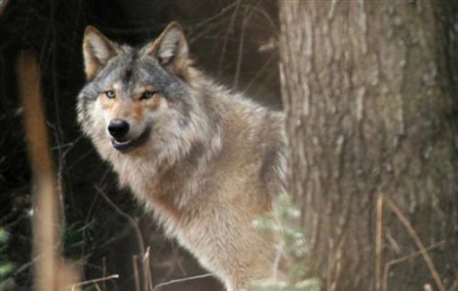 Wisconsin Wolf Population Plummets - Endangered Species Coalition