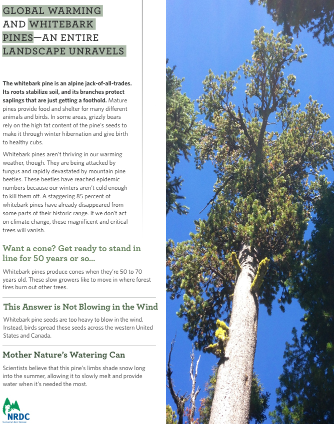 Whitebark Pine - Endangered Species Coalition