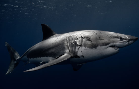 Federal bill that could eliminate shark fin sales puts pressure on N.C.  shark fishermen
