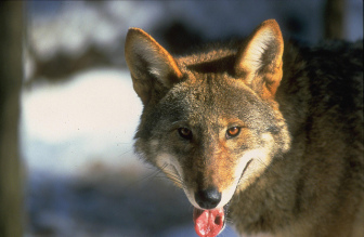 Red Wolf staring into camera