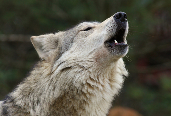 For the Love of the Lobo - Endangered Species Coalition
