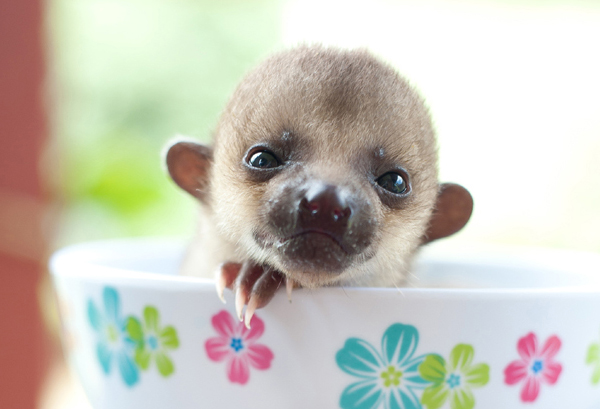 World's Cutest In-Patients - Endangered Species Coalition