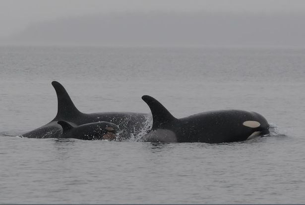 Orcas, Salmon and Rivers - A Life Giving Linkage - Endangered Species ...