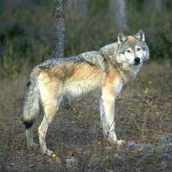 Wolf in Washington state