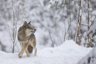 Wolf in Snow