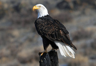 Eagle perched on post looking to the viewer's left