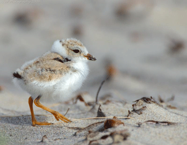 A small, fluffy shorebird chick with brown and white feathers walks on sandy ground with scattered dried seaweed.