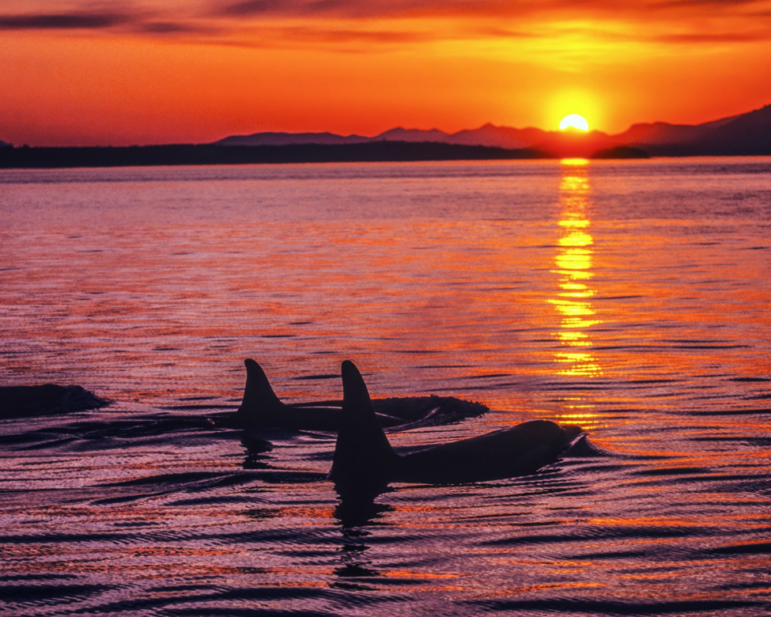 Two orcas swim near the surface of calm water during a vibrant orange and purple sunset, with the sun low on the horizon and its reflection shimmering across the sea.