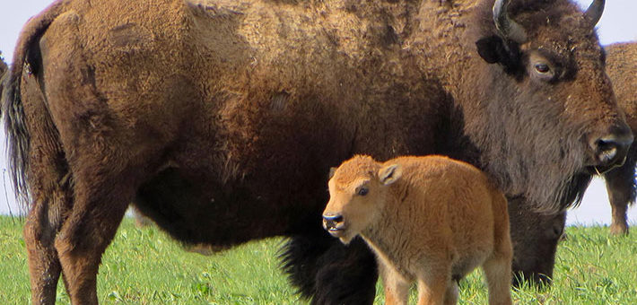 An adult bison stands on grass next to a light brown bison calf, both facing forward. Another bison is partially visible in the background. The sky is clear and light blue.