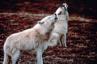 White wolves howling standing on grassy landscape