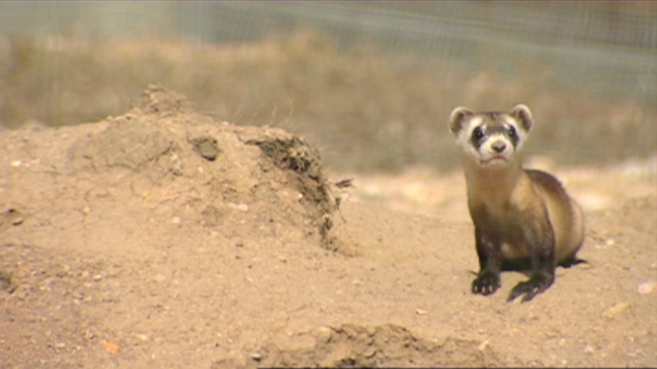 U.S. Celebrating Endangered Species Day on Friday - Endangered Species ...