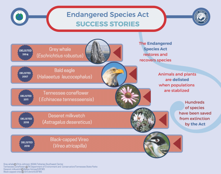 Endangered Species Act Success Stories - Endangered Species Coalition