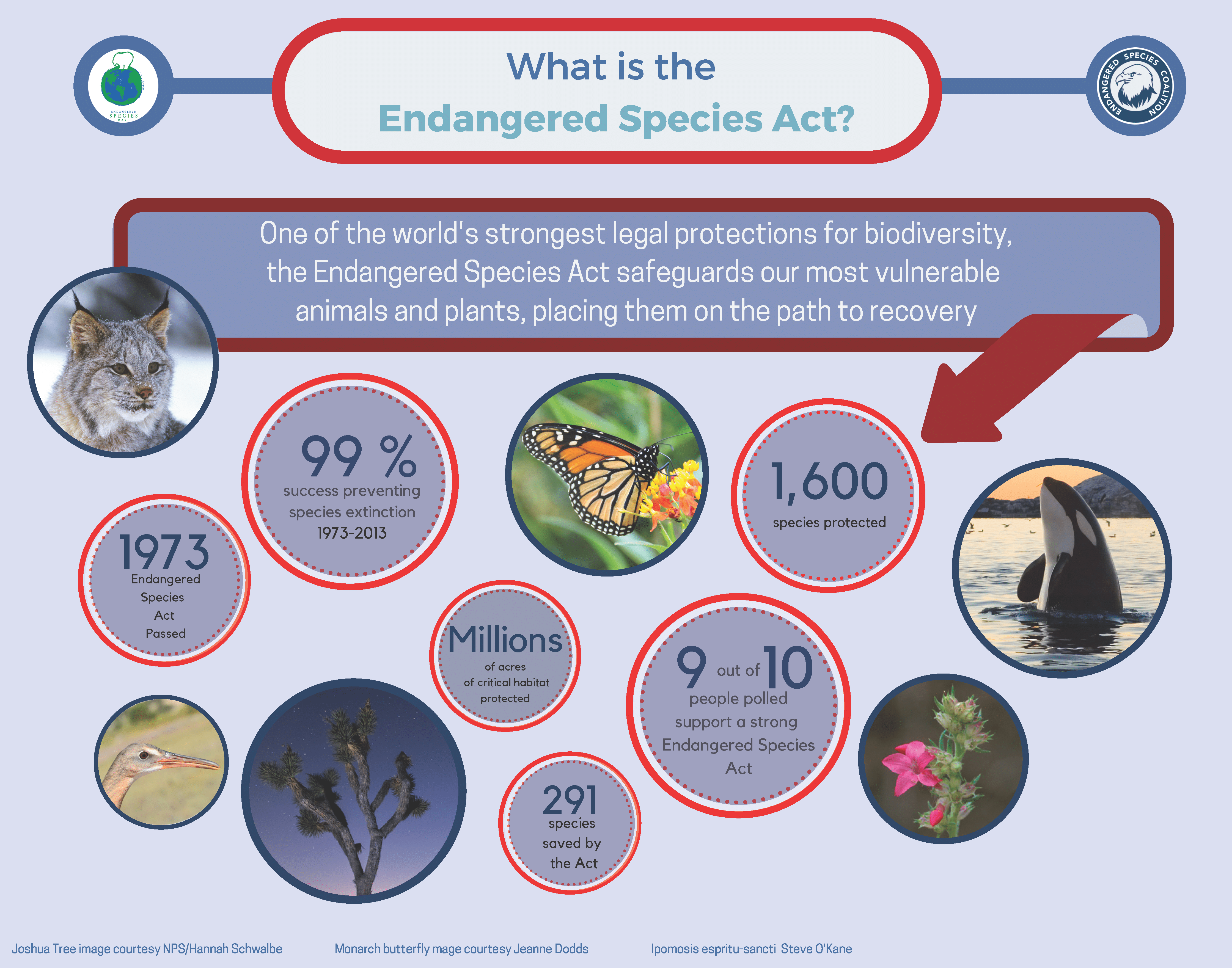 essay on endangered species act