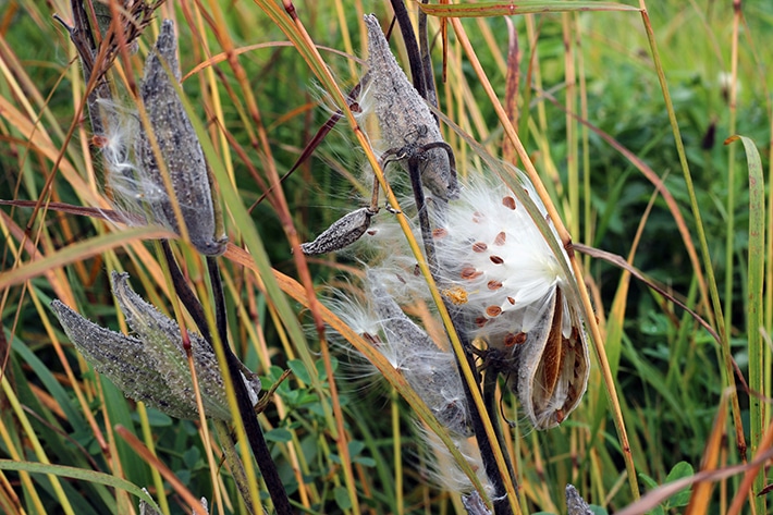 Milkweed is a Life Preserver for Monarchs - Endangered Species Coalition