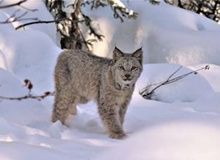 Canada lynx in snowy surroundings looking directly at viewer while standing in place