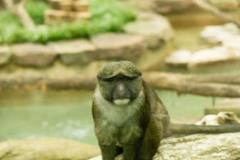 Allen's Swamp Monkey, credit Smithsonial National Zoo