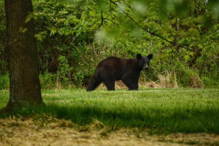 Black bear in Pennsylvania walks through grassy area surrounded by trees