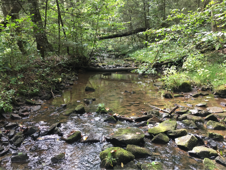 Pennsylvania Creek flowing over rocks with green trees and plants on bank and surrounding area