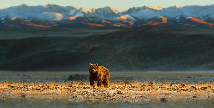 Bear in Colorado with mountains in background