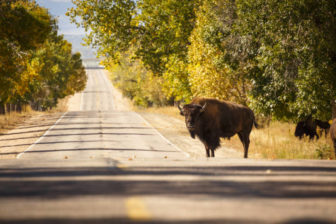 Bison crossing road in a wooded area