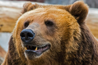 Grizzly bear looking to the right close up