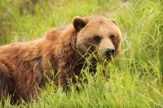 Grizzly bear in tall grass looking to the left of the viewer