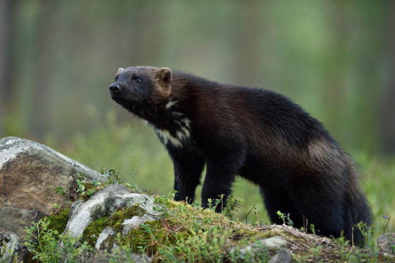 Wolverine on grassy ground looking forward