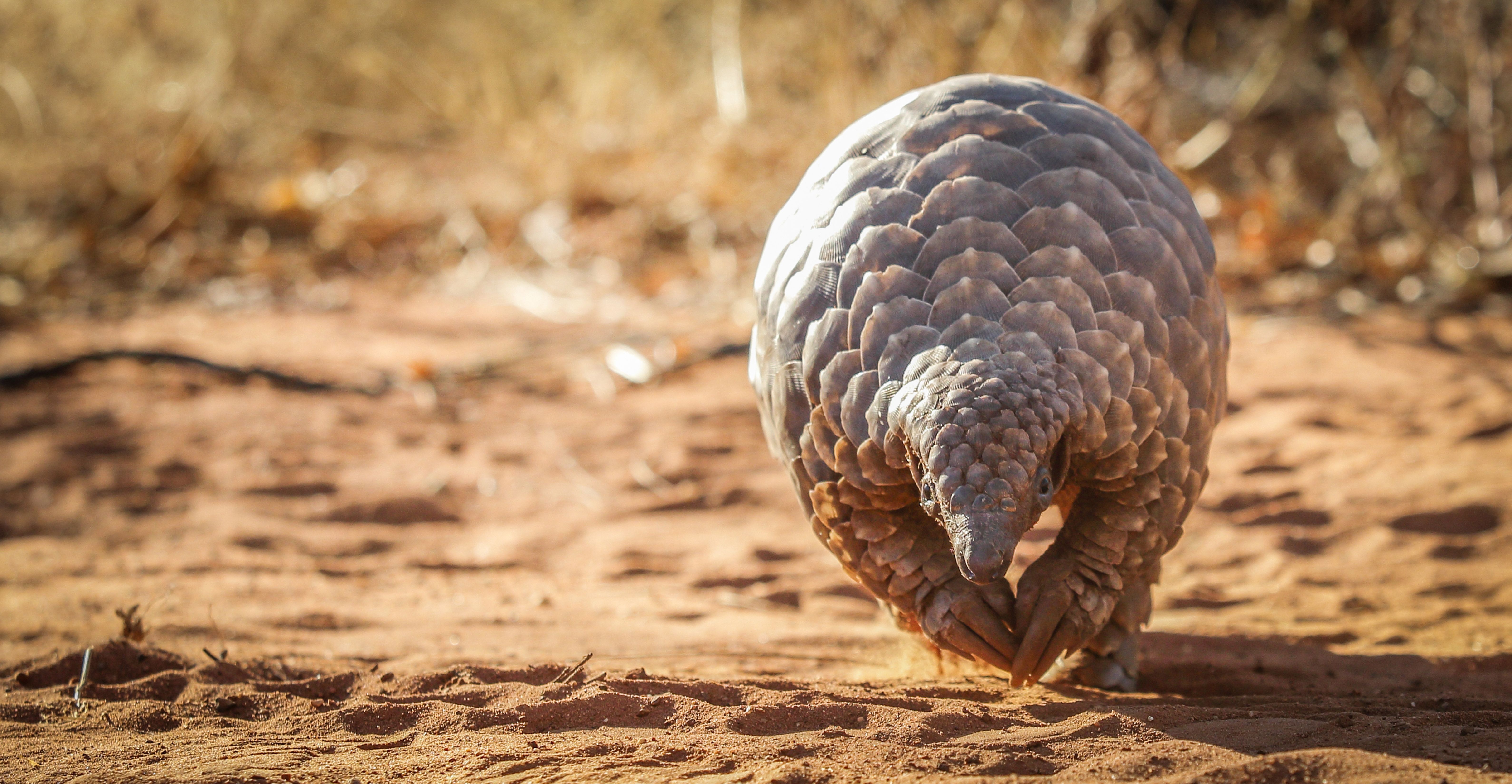 Trafficked: 10 Species Threatened by the Wildlife Trade