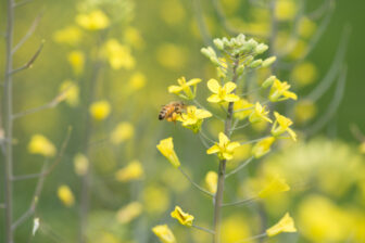 Protect Pollinators