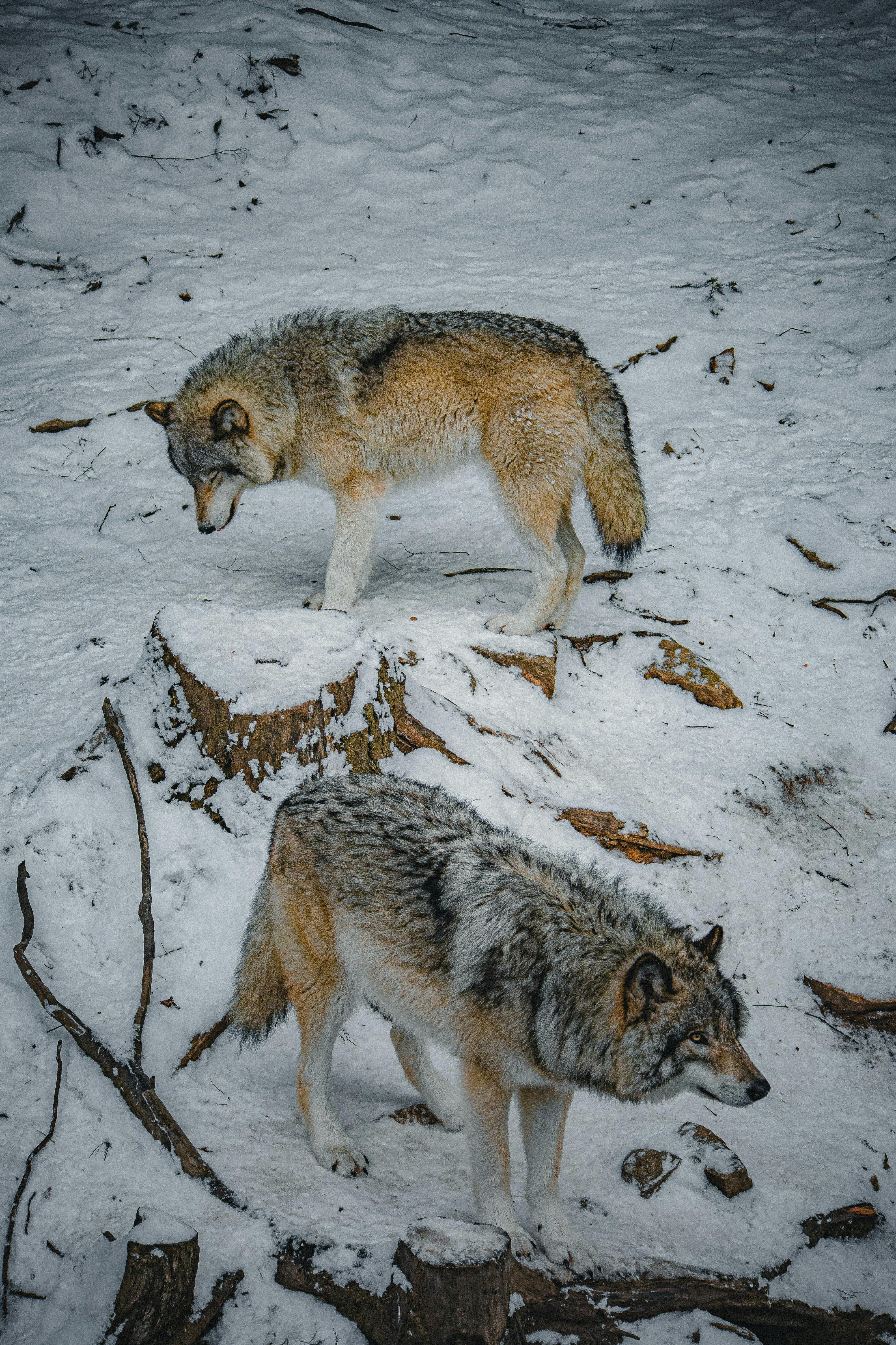 Two gray wolves standing in a snowy environment with several tree stumps and scattered branches. The top wolf, mostly tan with gray markings, stands on a snow-covered stump looking down. The bottom wolf, predominantly gray with tan underfur, stands on the snow, also looking down and to the right.