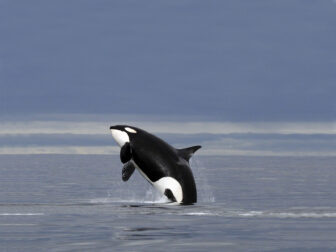 Orca leaping out of the water with blue sky backdrop
