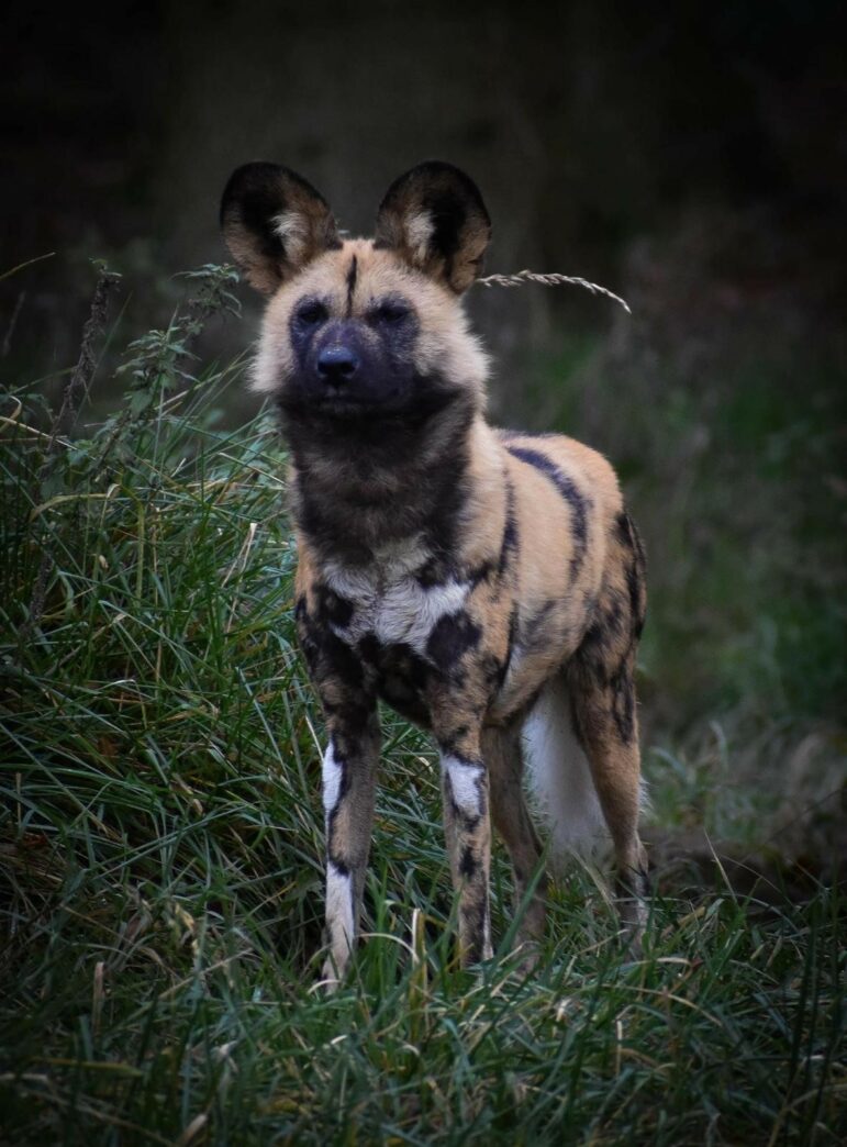 African Painted Dog against grassy backdrop