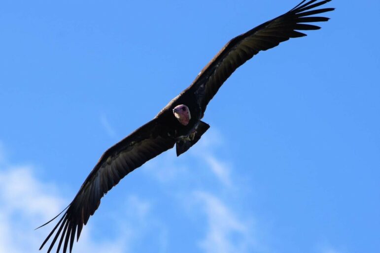 Hooded vulture soaring against blue sky with white cloud