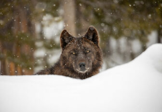 Wolf in Yellowstone in snowy environment with forested background