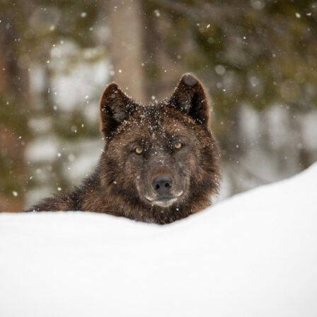 Wolf in Yellowstone in snowy environment with forested background