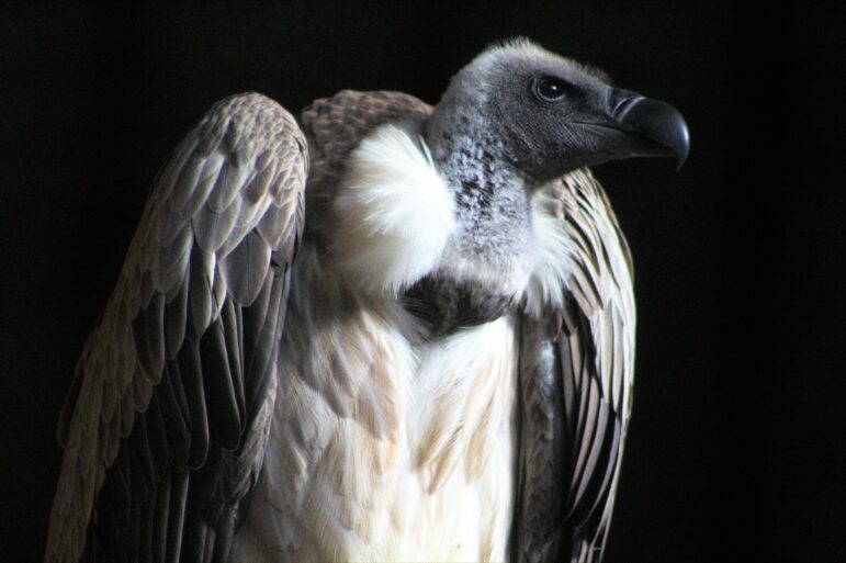 White backed vulture against black backdrop