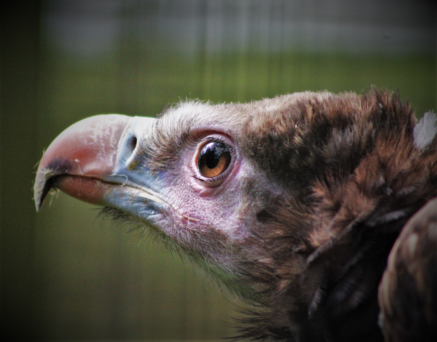 Painted dogs & Vultures The Underdogs of Nature Endangered Species