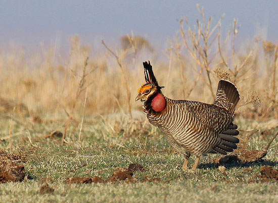 Endangered Species Coalition Thank you President Biden for Vetoing Congressional Assault on Endangered Species