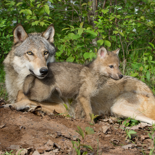 Wolf Conservation Planning - Endangered Species Coalition