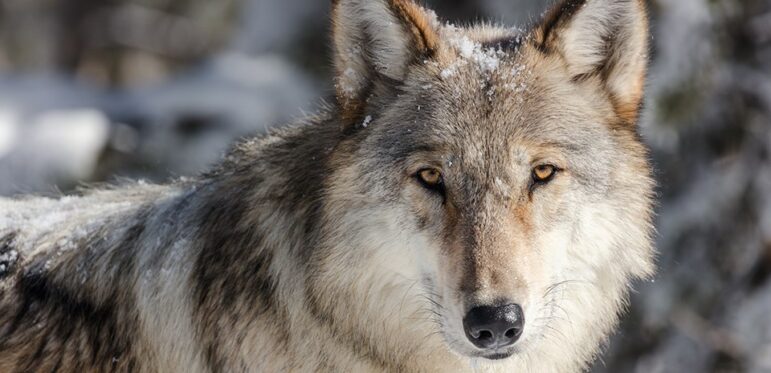 Wolf against wooded backdrop looking into camera